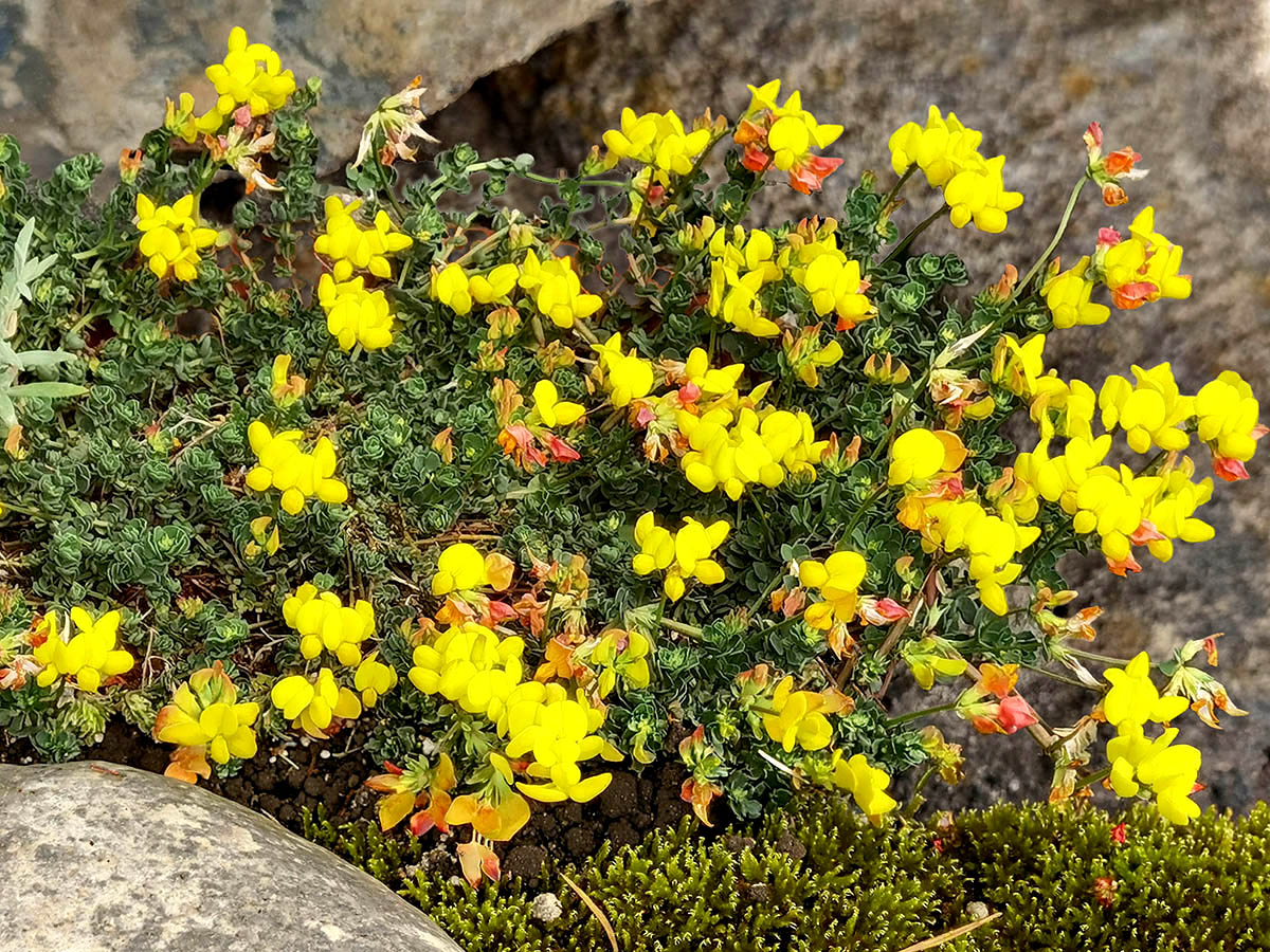 Lotus corniculatus var crassifolia
